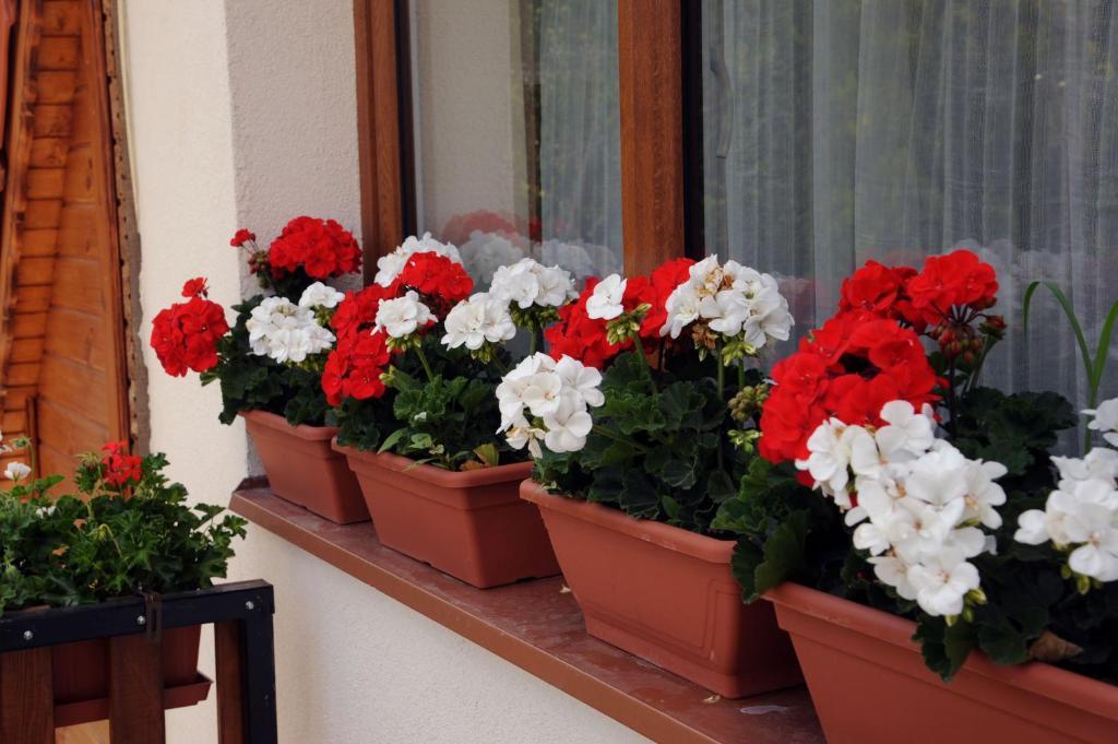 Arany Szolo Wellness Apartmanhaz Heviz Ruang foto